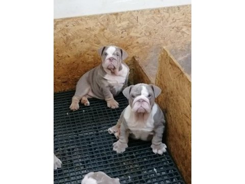 Renkli ingiliz bulldog çocuklar