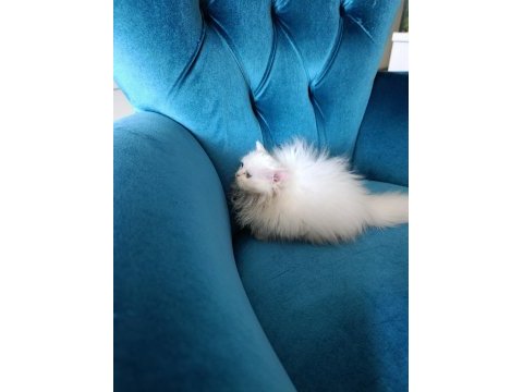 70 günlük british longhair