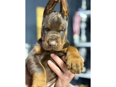 Avrupanın en iri doberman yavruları