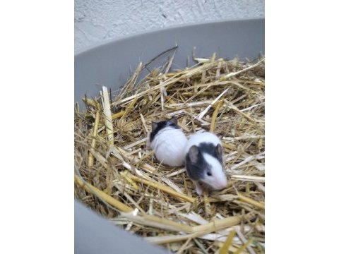 Yavru panda mice