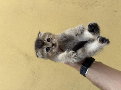 2 aylık scottish fold yavrular