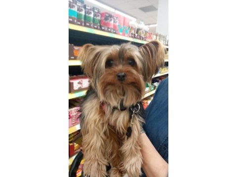 Baba saf kan teacup yorkshire terrier yavrularımız
