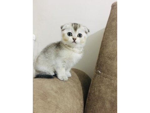 Scottish fold kedimizi sahiplendiriyoruz