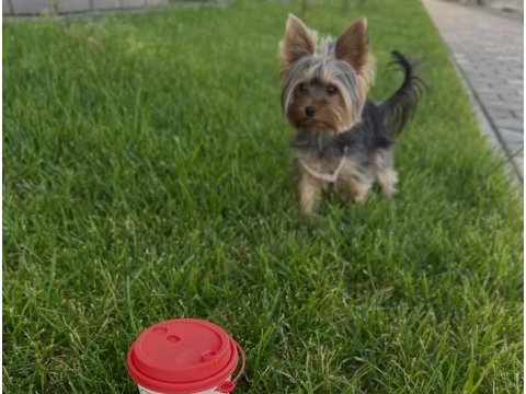 Yorkshire terrier çok sevecen eğitimli