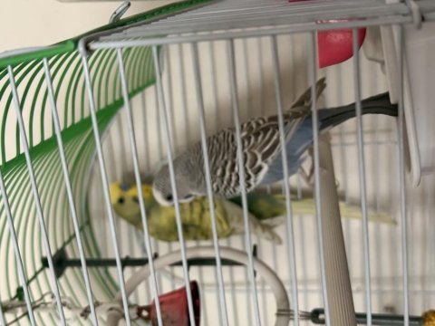 Çift muhabbet kuşlarım satılıktır sahibinden