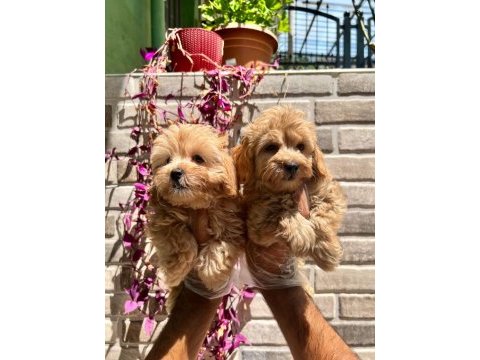 Maltipoo yavrularımız
