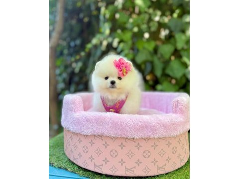 Safkan pomeranian boo yavrularımız