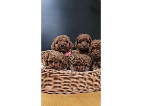 Kızıl toy poodle bebekler yuva bekliyor