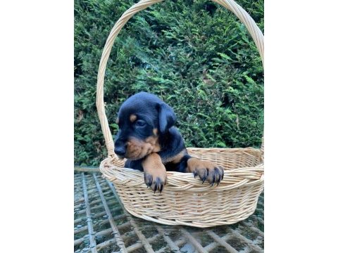 Şecereli babadan doberman king yavrular