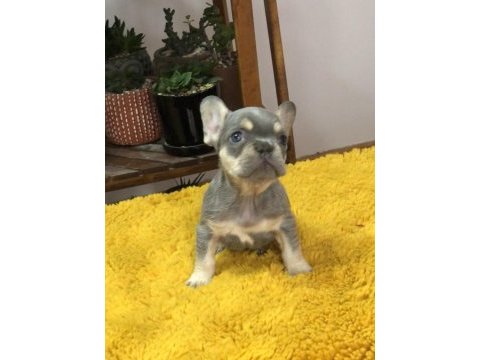 Erkek french bulldog köpekler