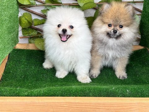 Pomeranian bebeksiz ev kalmasın