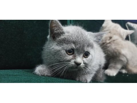 Safkan british shorthair yavrular