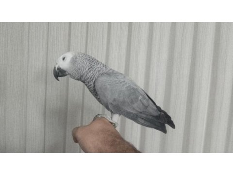 Konuşan papağan diyorsan çıtanı yükselt
