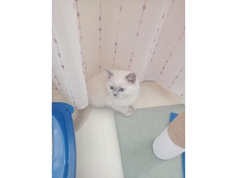 British shorthair uysal kedimiz