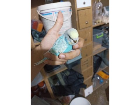 Ele kola alıştırmalık yeme yeni düşmüş yavru