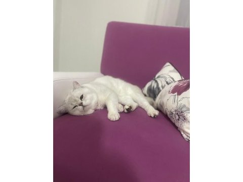 British shorthair silver point erkek kedime dişi arıyorum