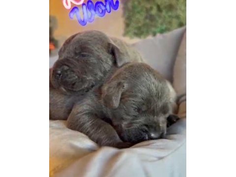 Cane corso blue bebeklerimiz için acele edin