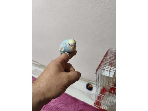 Muhabbet kuşumuz