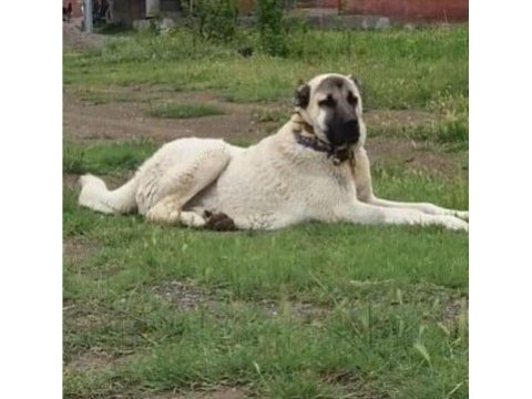 Kangal sivastan alınır kalite ayı boğanlar
