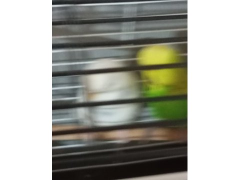 Muhabbet kuşlar renkler mevcut