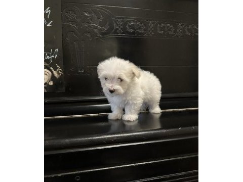 Maltese yavrularımız