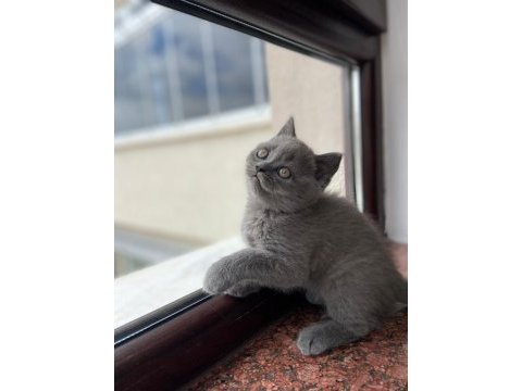 British shorthair kedimiz