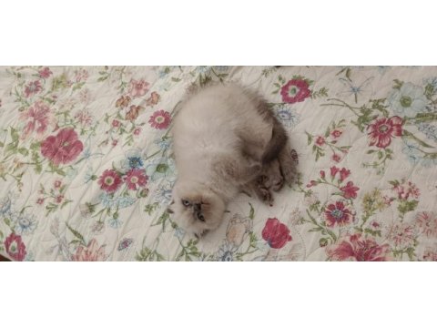 Blue point disi gri erkek kedimiz