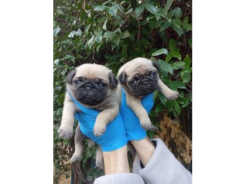 A kalite pug mops sıfır burun bebekler