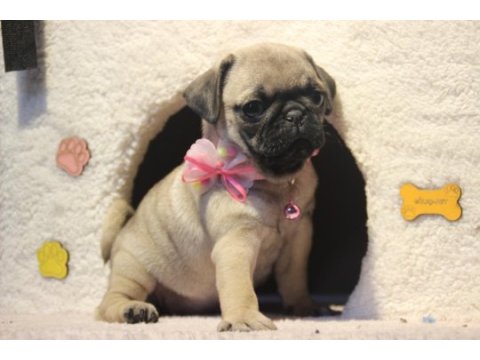 Üst düzey pug yavrumuz hazır