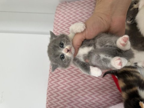 Sıfır kulak çikolata mavi göz scottish fold