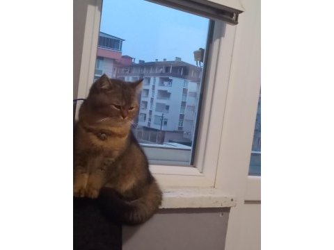 4 aylık british shorthair