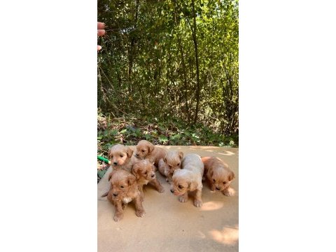 Harika maltipoo yavrularımız