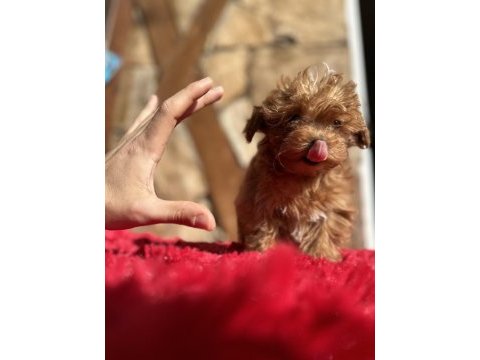Micro teacup parmak çocuk orijinal maltipoo