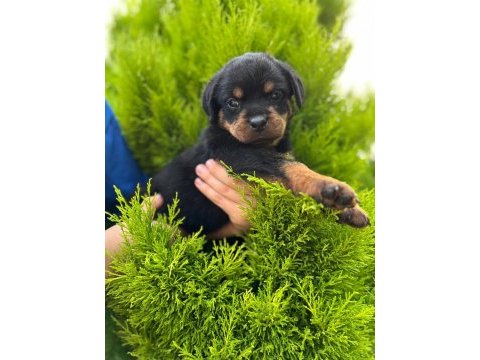 Üst kalite fcı-kıf kayıtlı scr li rottweiler yavrularım