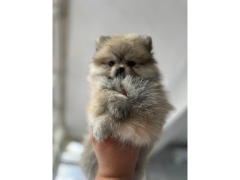 Dişi pomeranian