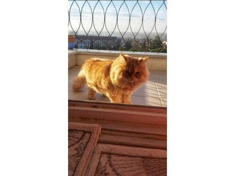 1 yaşında iran kedisi oğlumuz patrona yuva arıyoruz