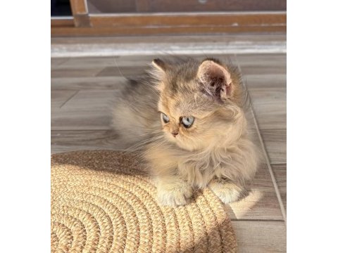 Safkan dişi yavru british longhair