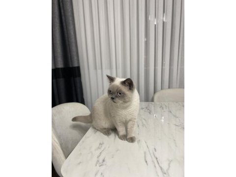Blue point uyumlu british shorthair kedim