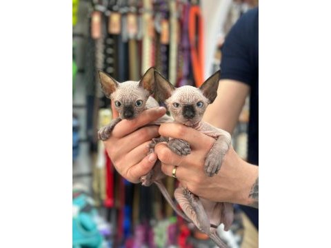 En saf en tüysüz en sağlıklı sphynx yavrular