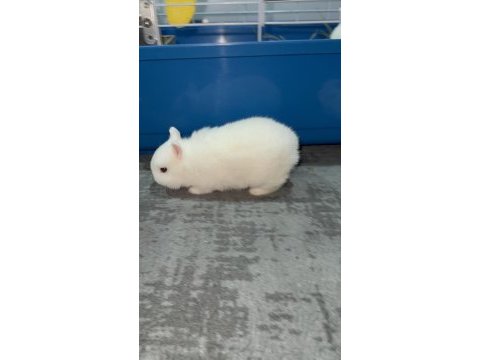 Hermelin hollanda cüce tavşan
