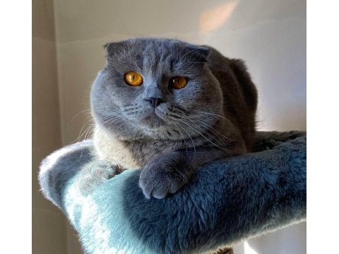 Scottish fold cinsi oğlumuza eş arıyoruz