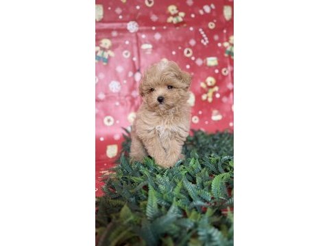 Maltipoo yavru köpeğimiz