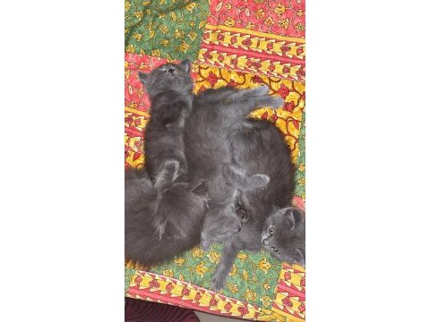 Kendi kedimizin yavruları saf kan