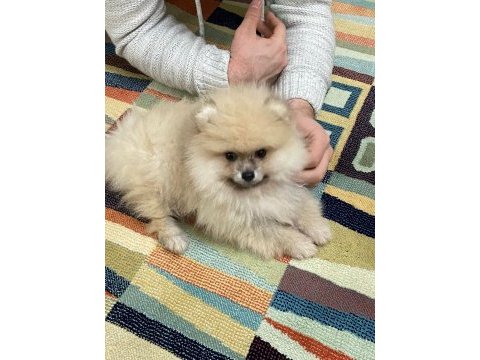 Pomeranian boo 4.5 aylık erkek gülen surat