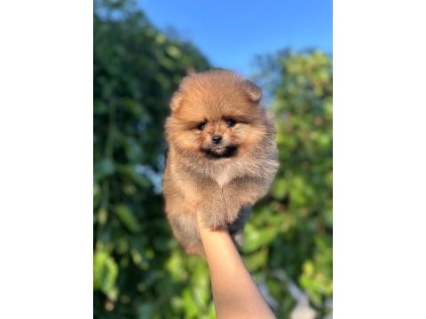 Erkek dişi pomeranian yavrularımız