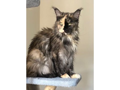 Maine coon 3 yaşında güzel kızım