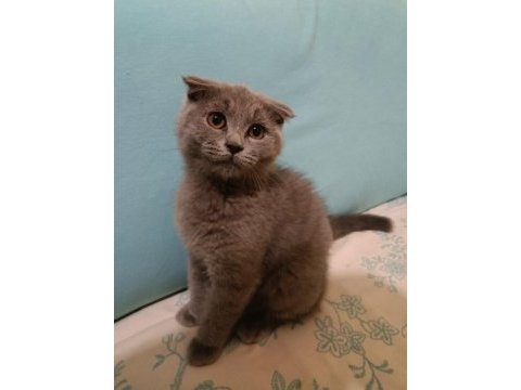 Scottish fold erkek yavrumuz oyuncu ve sağlıklı ücretli