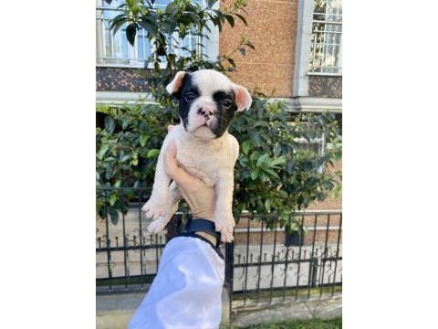 Sevimli minik şirin french bulldog yavrularımız