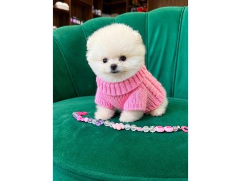 Orjinal pomeranian boo