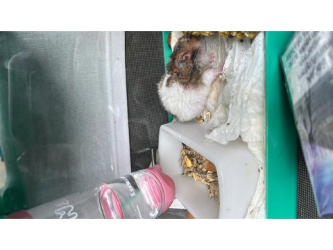 Acil yuva ücretsiz hamster